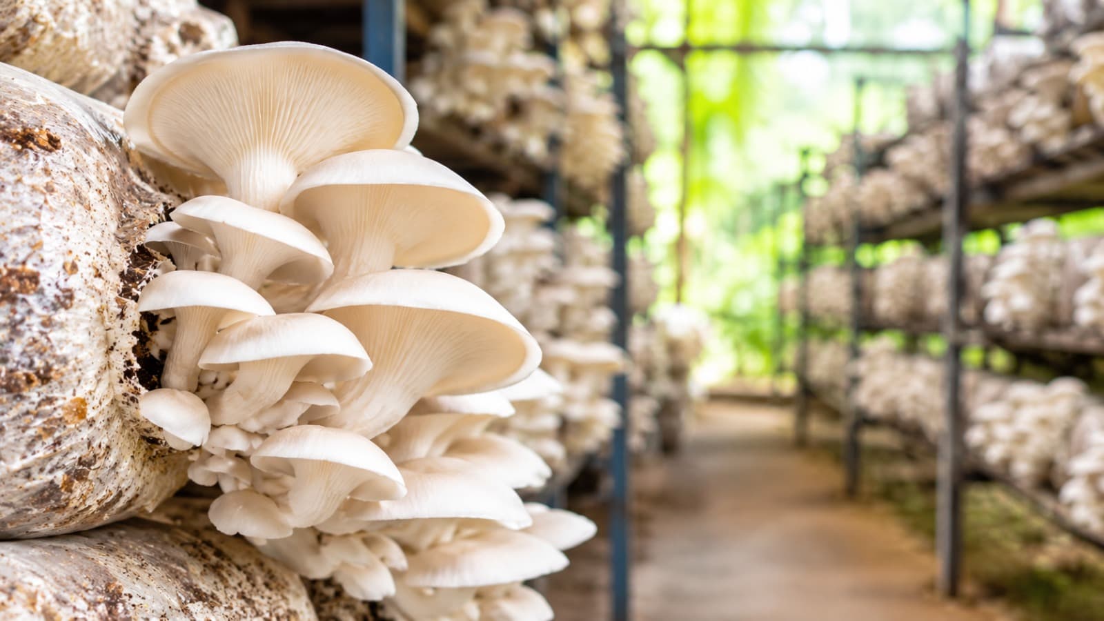 Fresh oyster mushrooms growing in a clean mushroom house